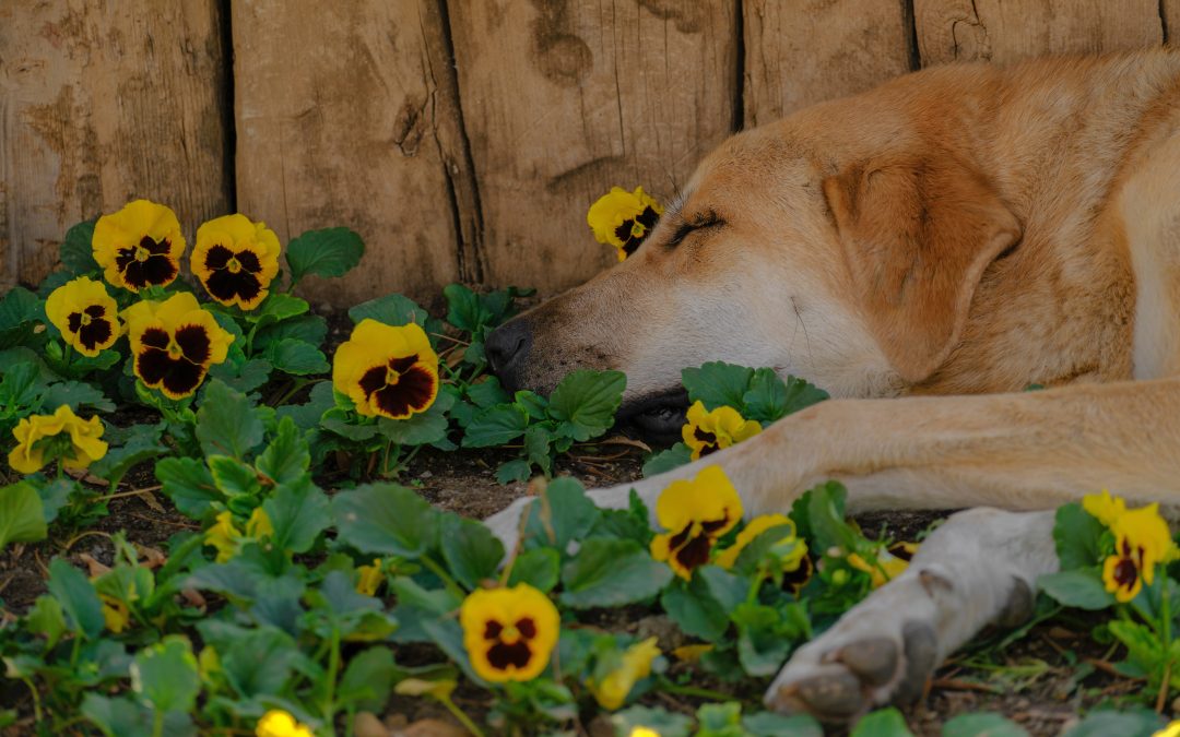 驴C贸mo influye tener mascotas en un proceso de divorcio?